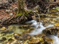 Unterspülte Baumwurzel am Bachufer